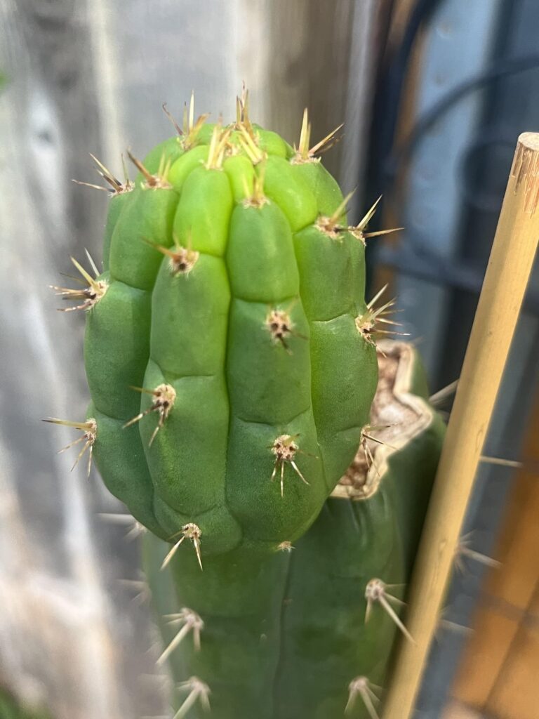 Lil pupdate. New pup. And original tip I had to cull due to bipolaris. One of my favorite noID in the garden. 9 ribs on the new one.