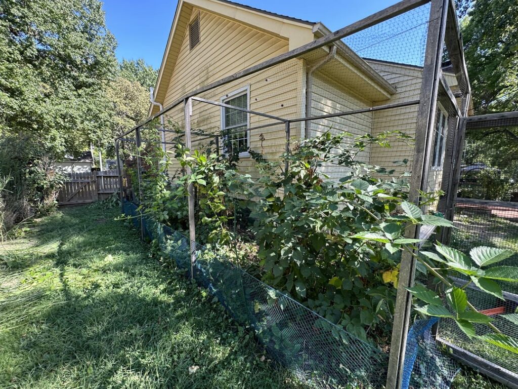 I appreciated the blackberries, but I have my own plans.