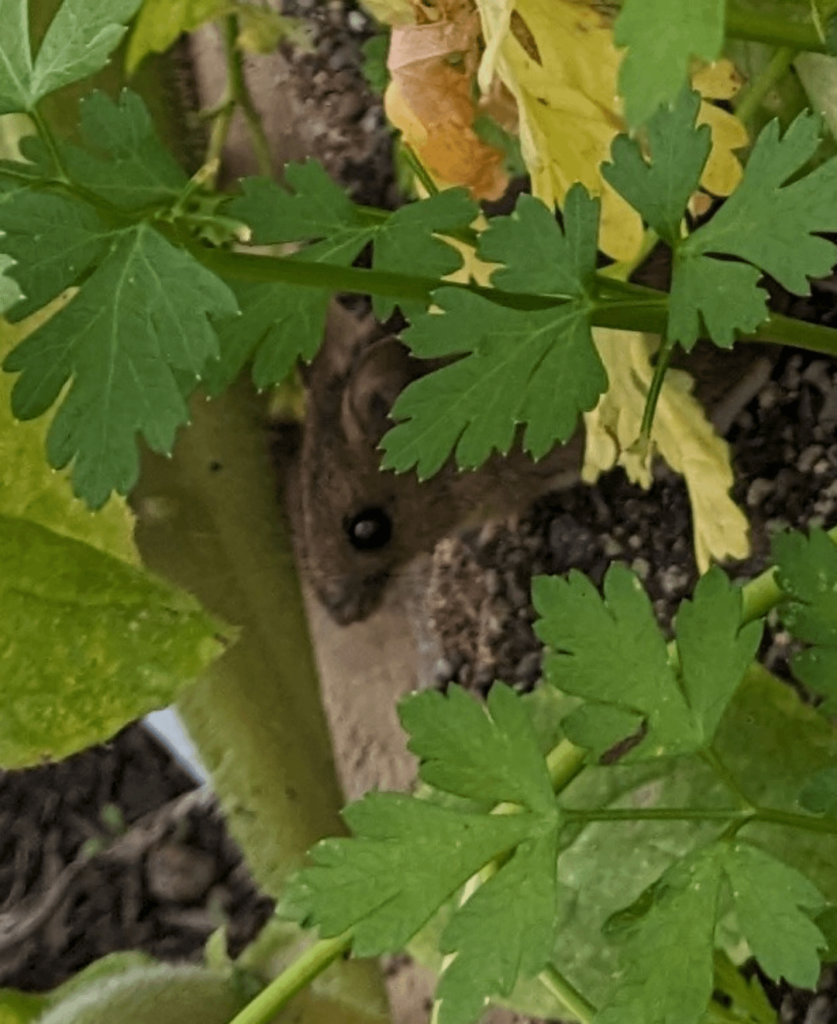 Little visitor to the parsley bed...