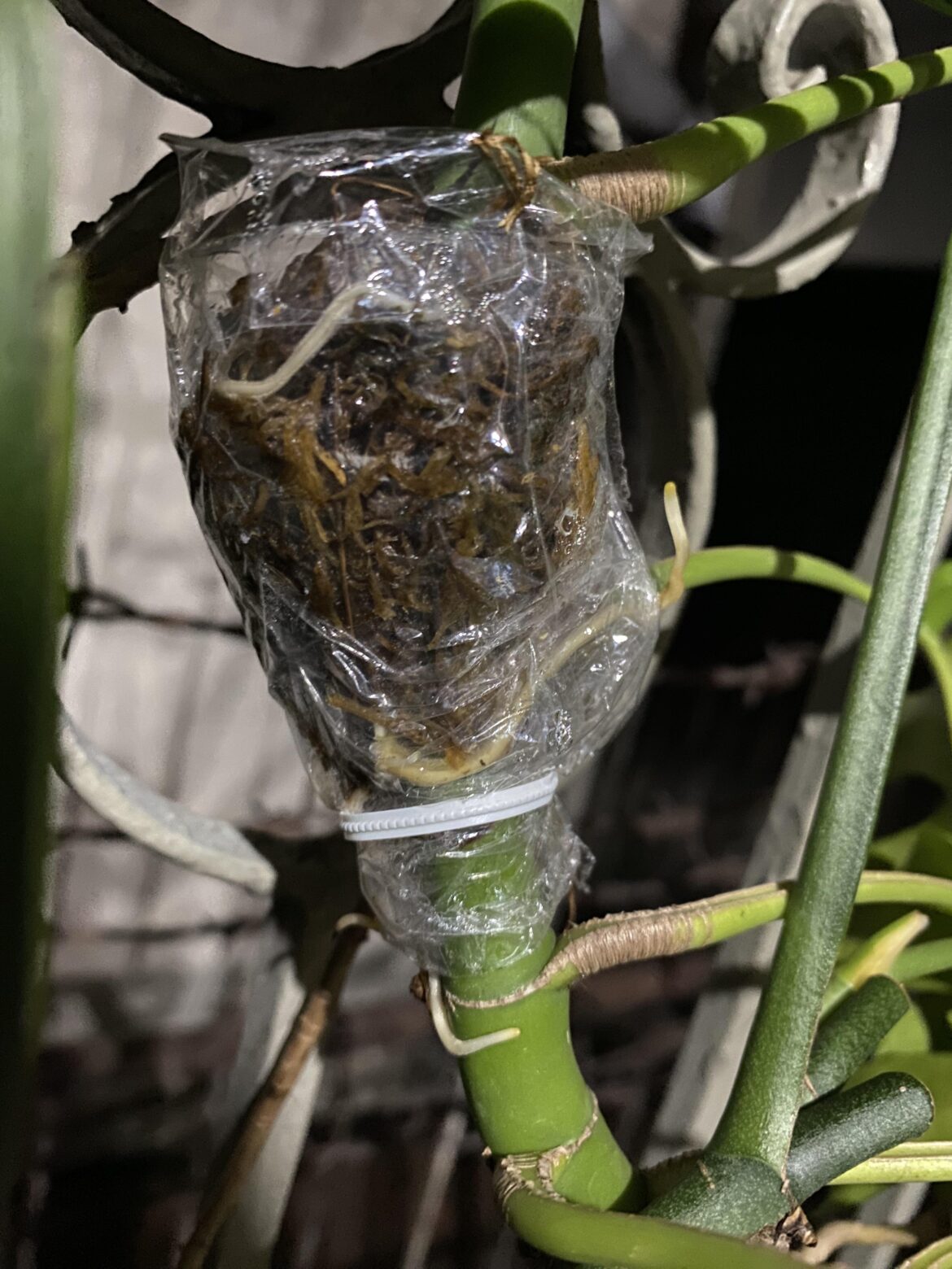 Air layered this tetrasperma 2 weeks ago.. Roots coming out of the wrap but I don’t have time to repot it now.. is this ok?