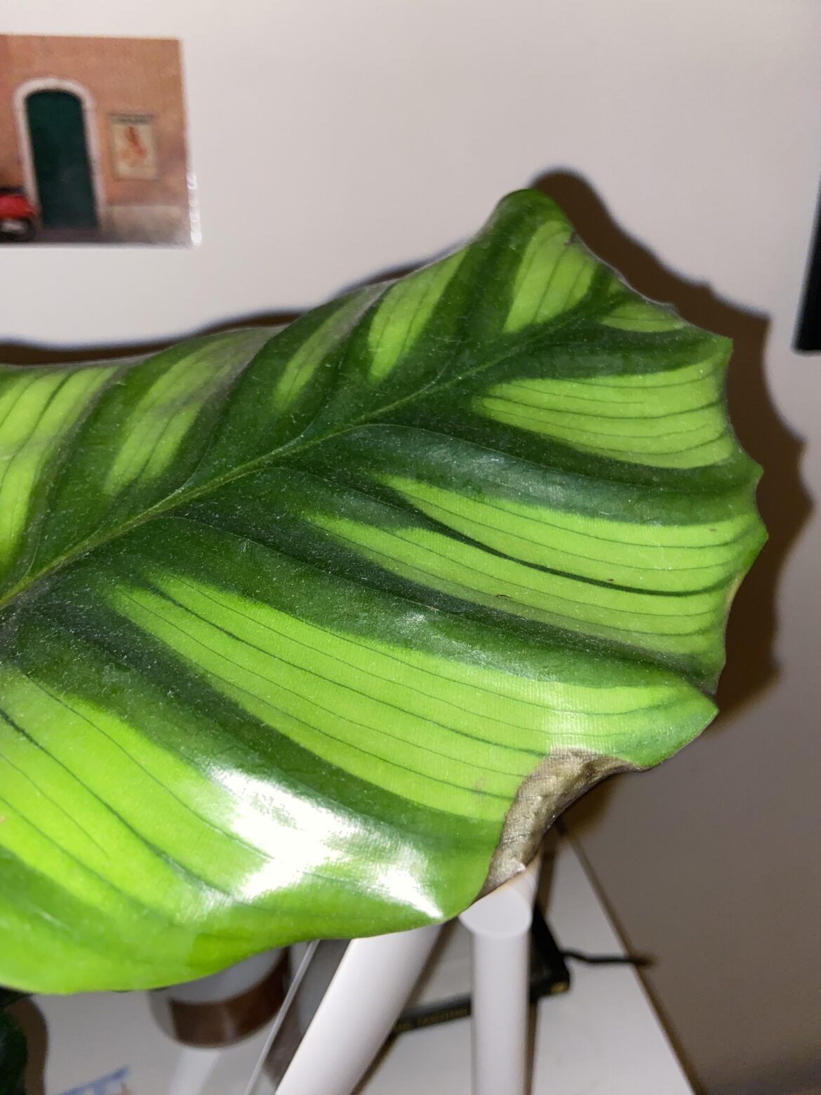 What is this dark brown spot on my fasciata? What is this dark brown spot on my fasciata?