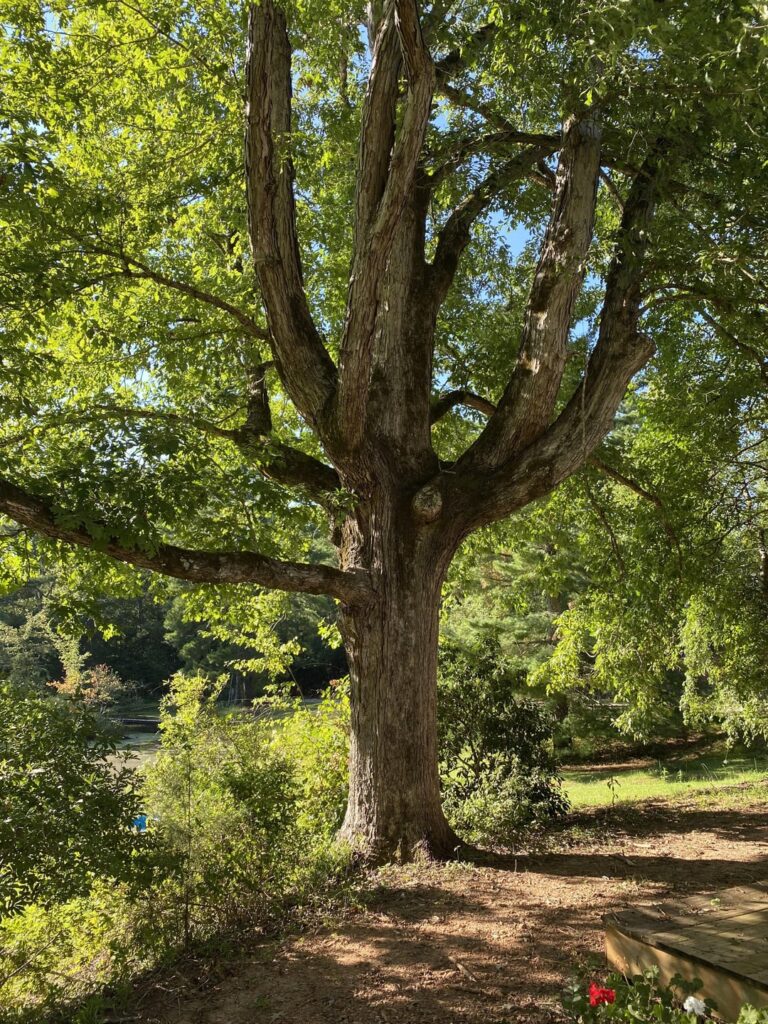 Concerned about a White Oak