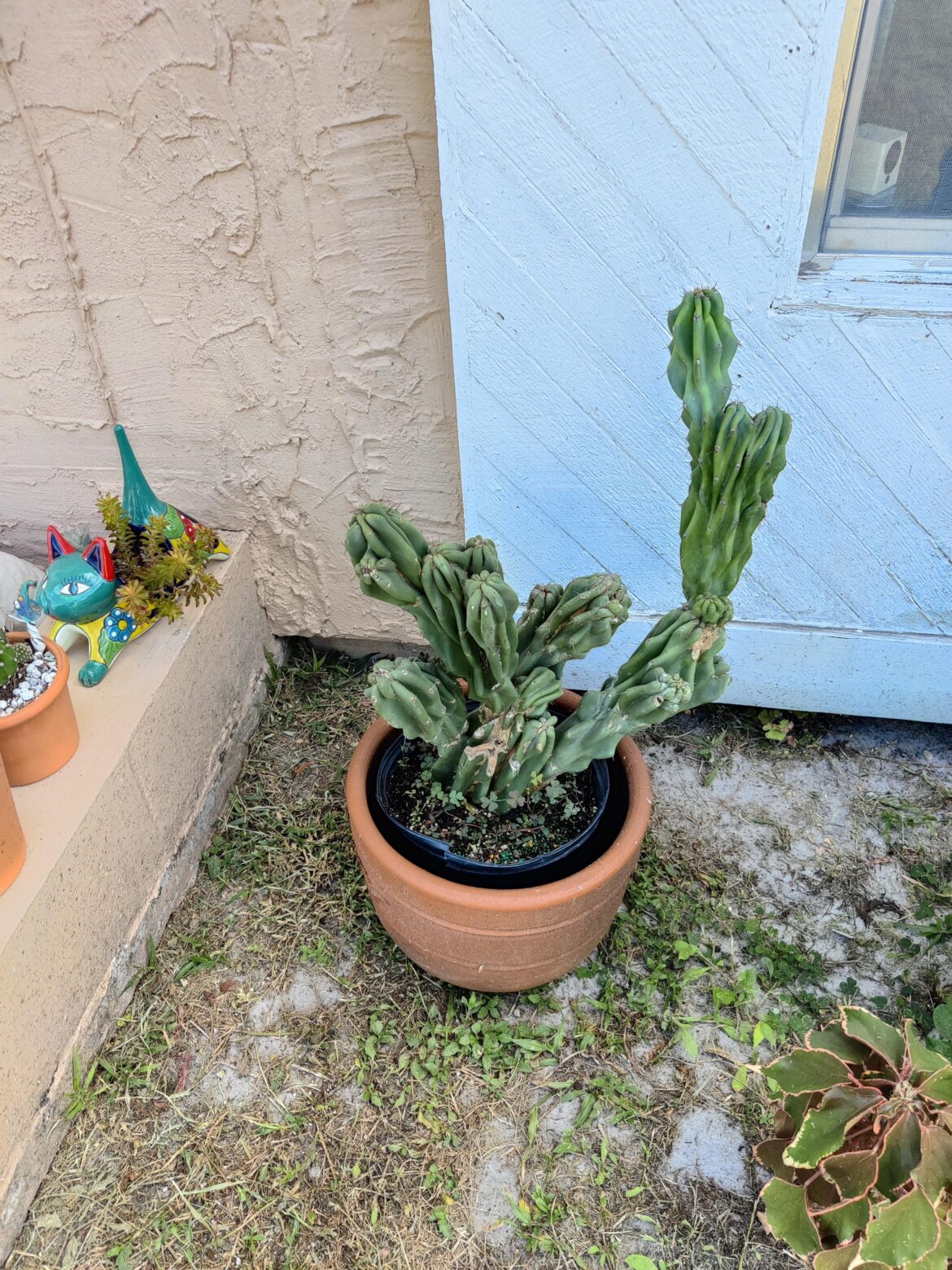 Best way to get scale off cereus peruvians monstrose?