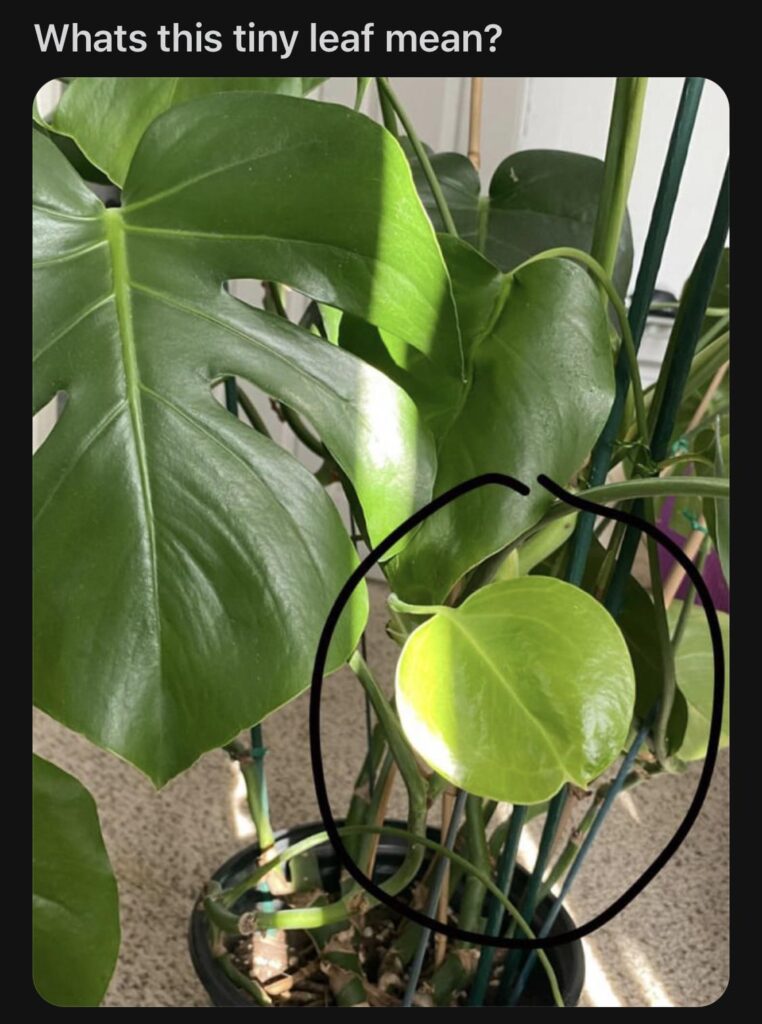 Fortune tellers, what does a small leaf mean?