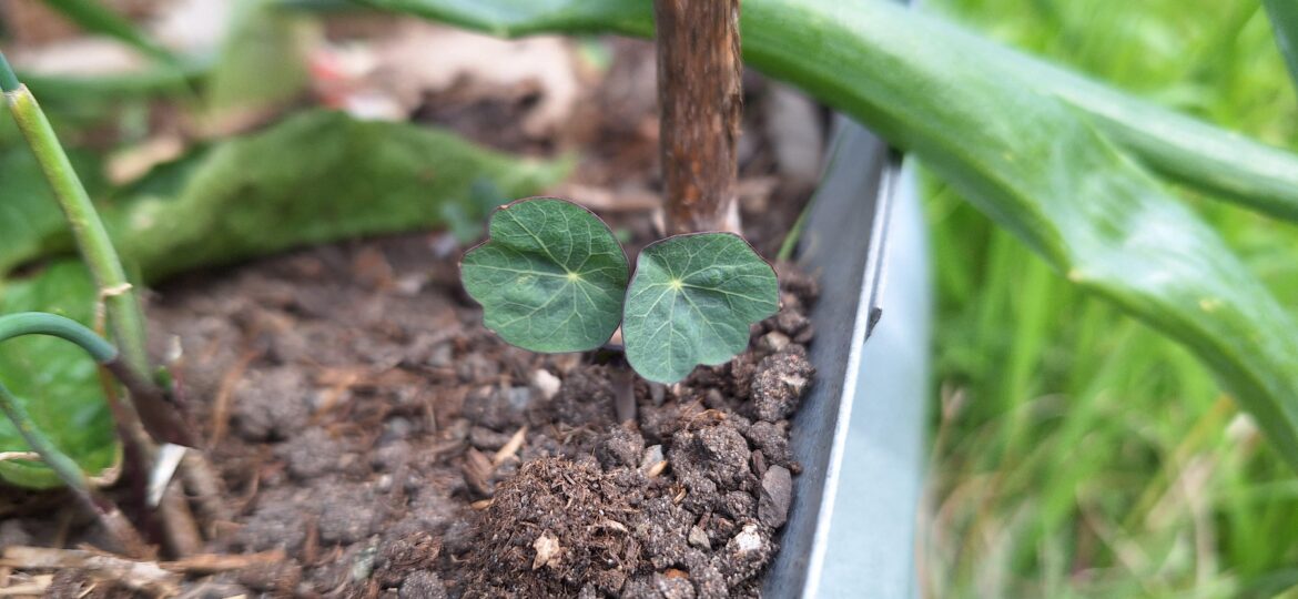 Any idea what this seedling is?