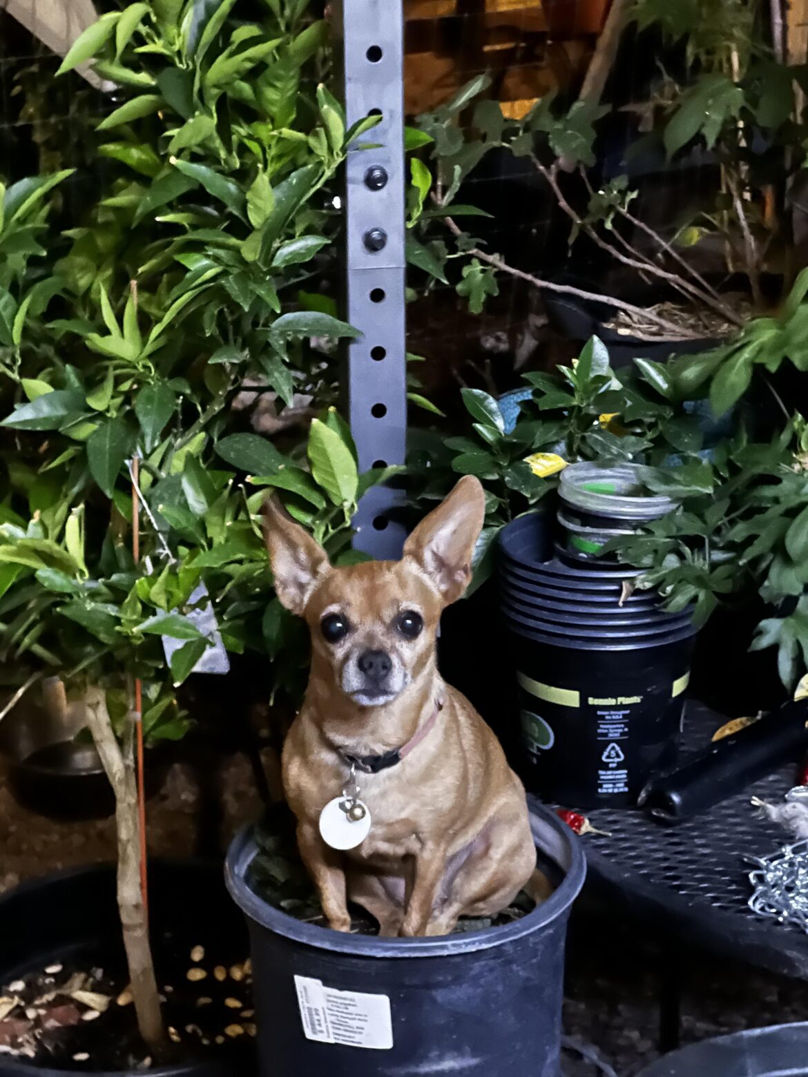 New houseplant, anyone know what this is?