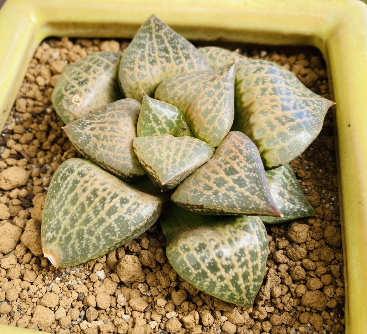 Haworthia comptoniana 'Hakugei' that I got a few months ago starting to show a bit of pink blush
