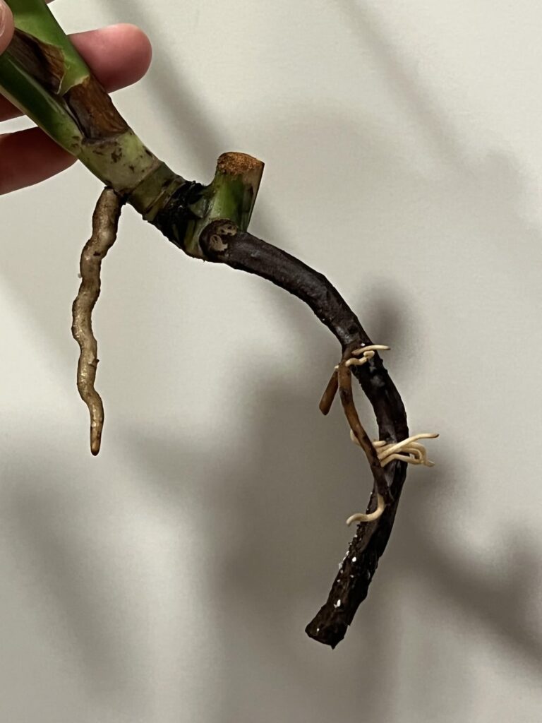 Do we cut this off 😭 Do we cut this off 😭