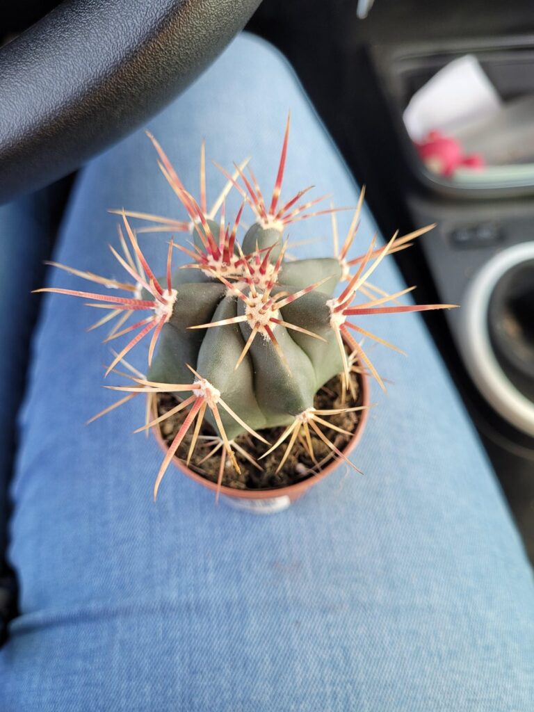 1 euro each is that a good deal ? And ID