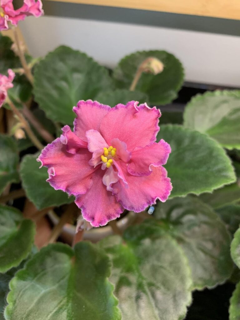 Jus Adelina (if you're looking for a neon coral, this is the one!)