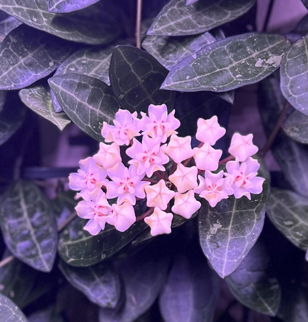 Some of them opened 🥰🥰🥰 Hoya Elliptica🥰🥰🥰