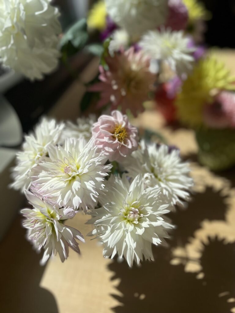 Battling mites and whiteflies but still blooming so much