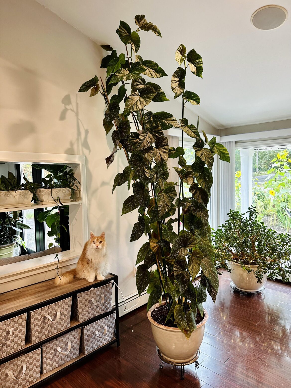 Begonia - trim or buy new house with taller ceilings?
