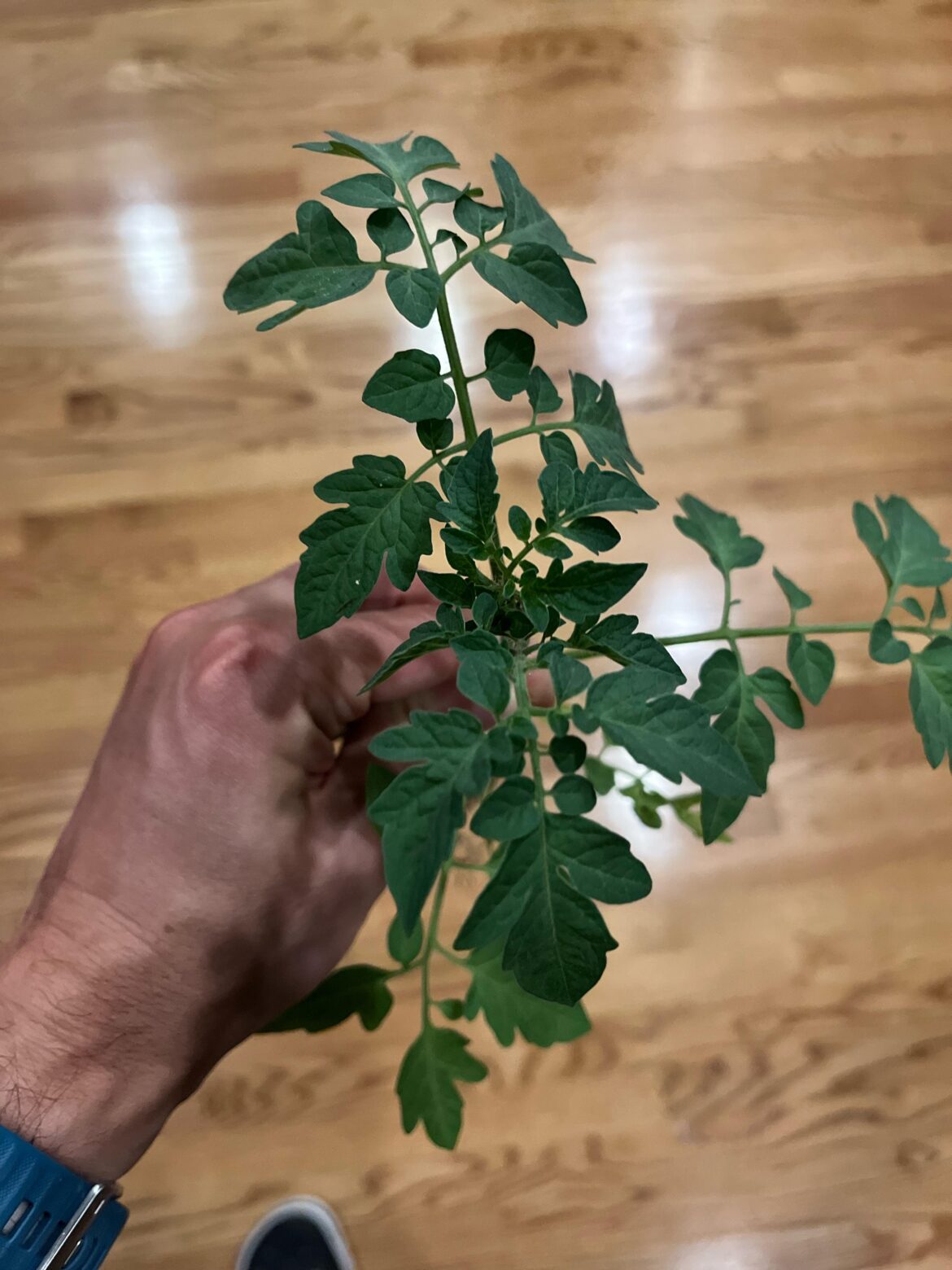 Found growing among my basil