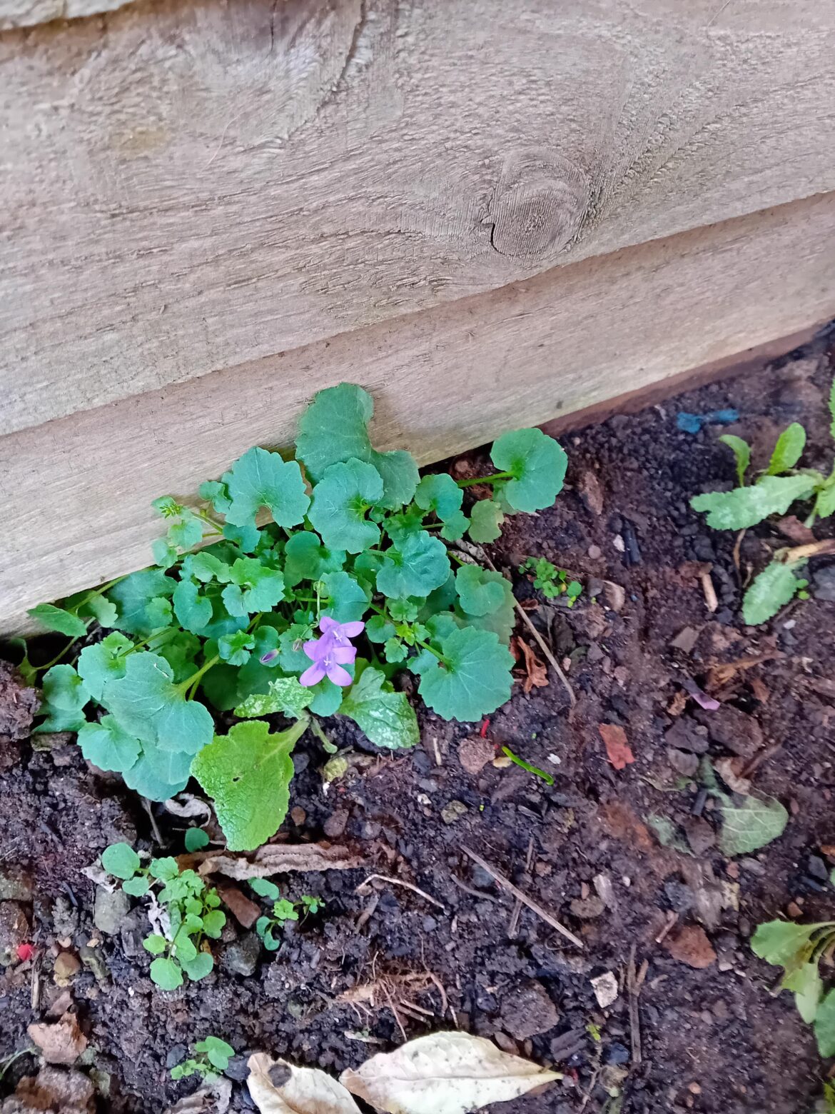 Can anyone identify this plant please?