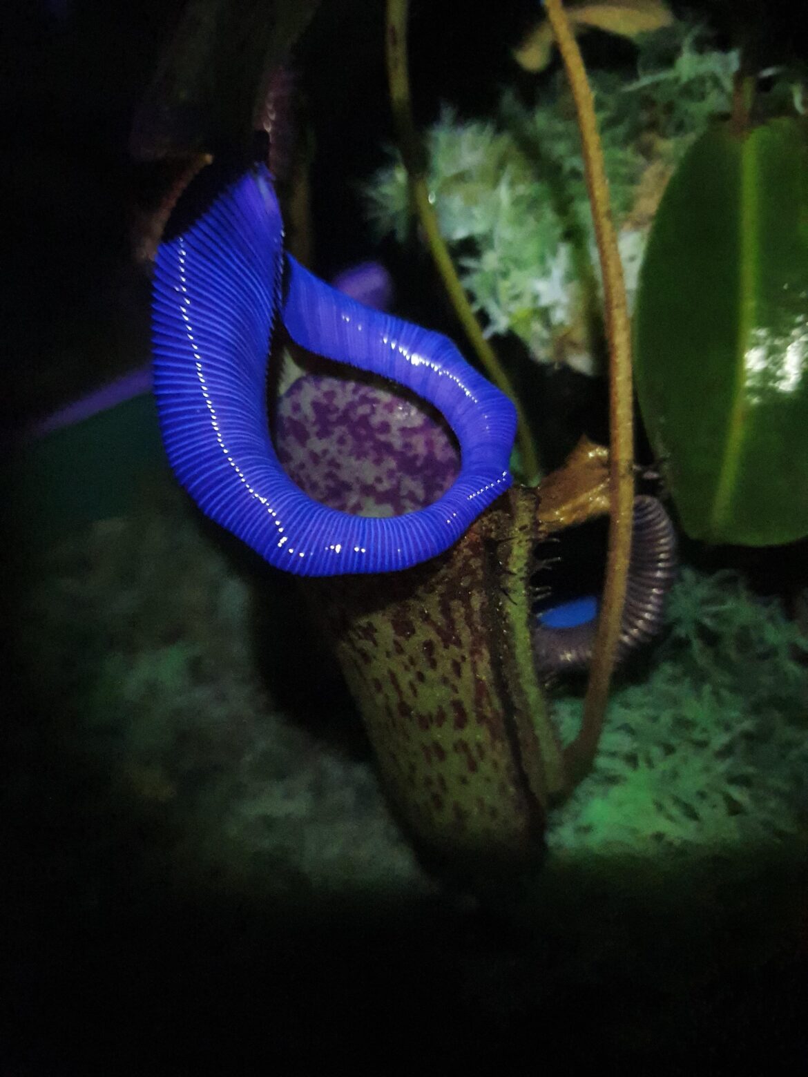 New blue peristome, seeds available 🤣