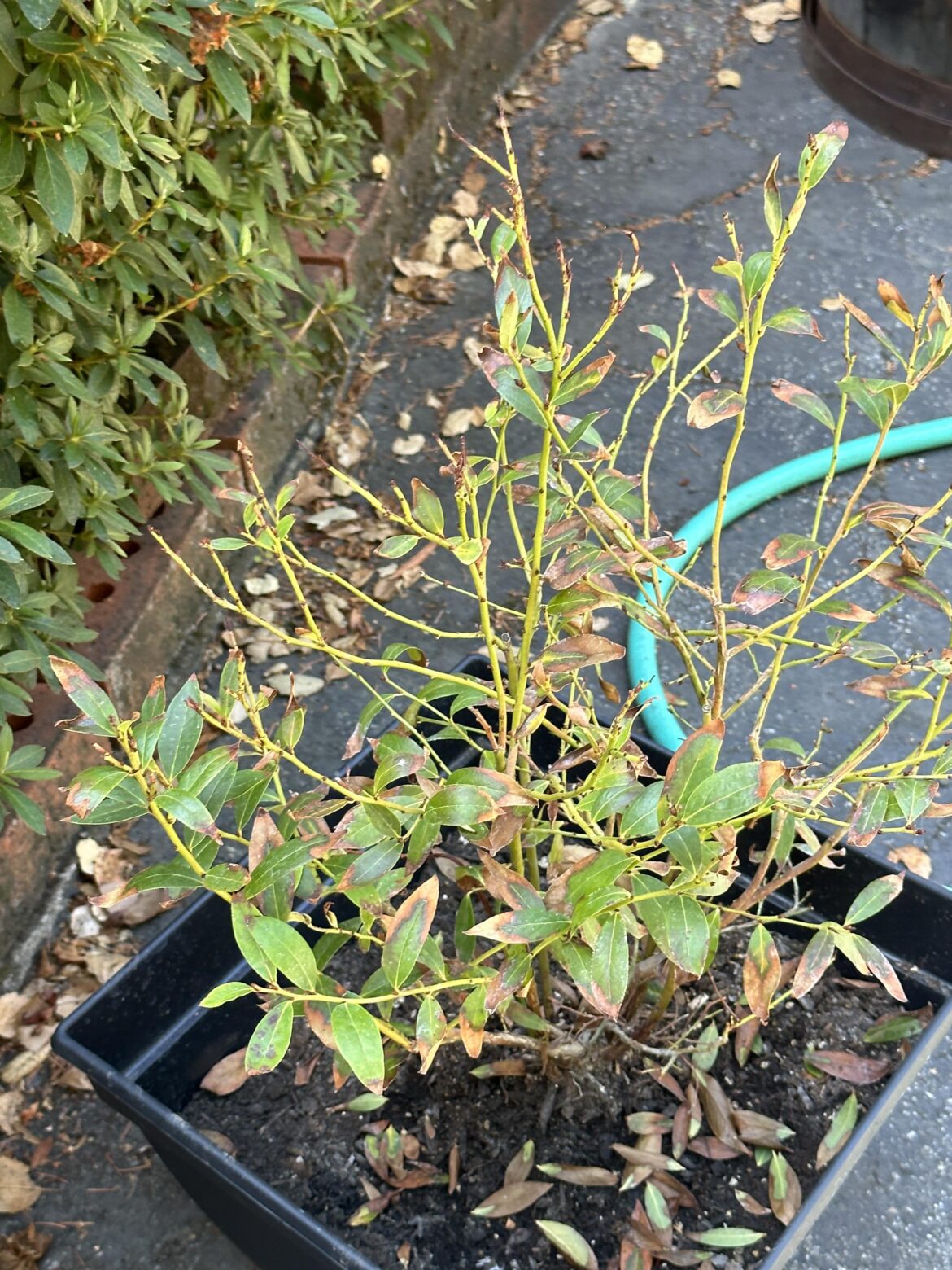I am very concerned about my blueberry bush