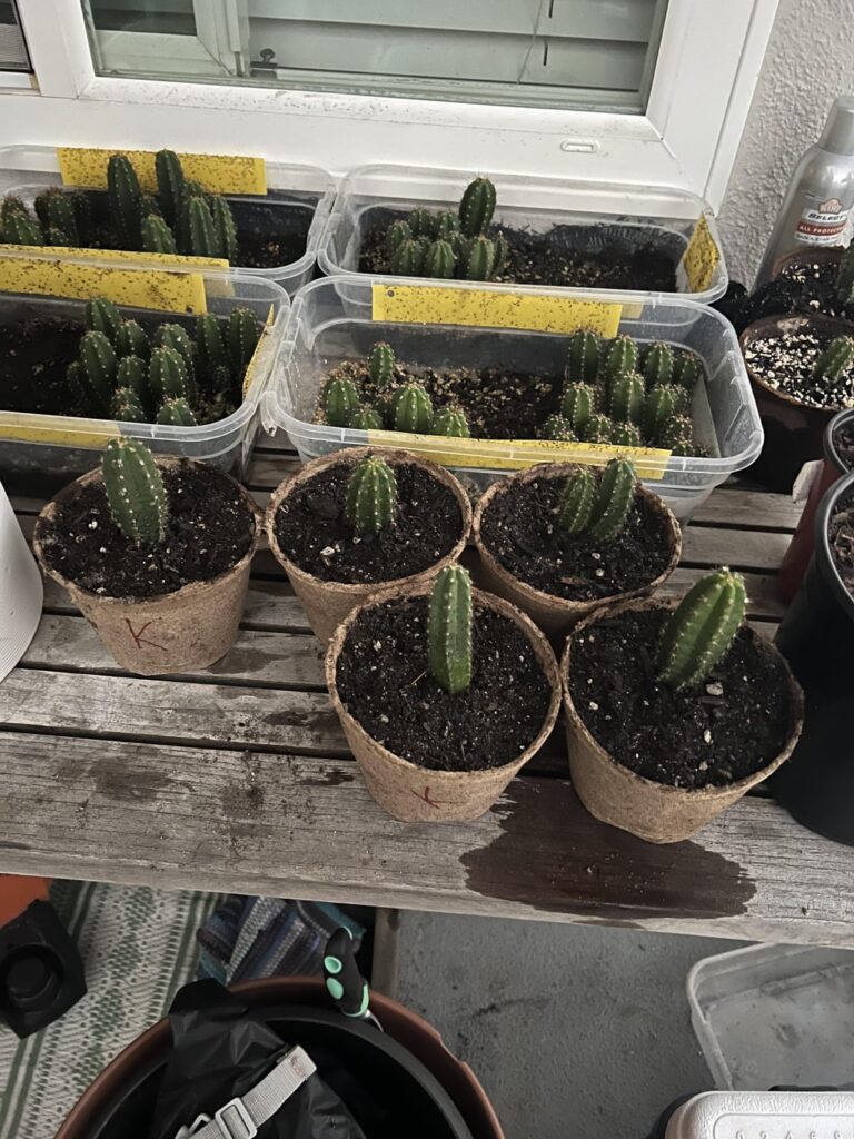 Seedlings going strong 🌵