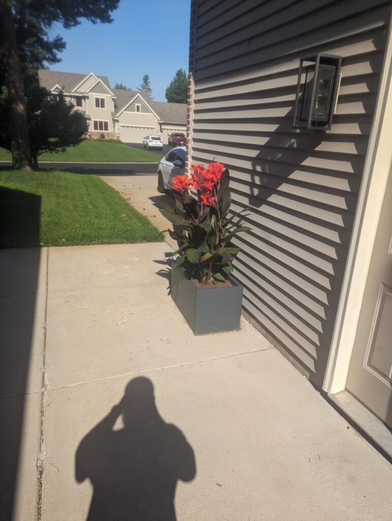 What is this plant my client has? They don't know either.