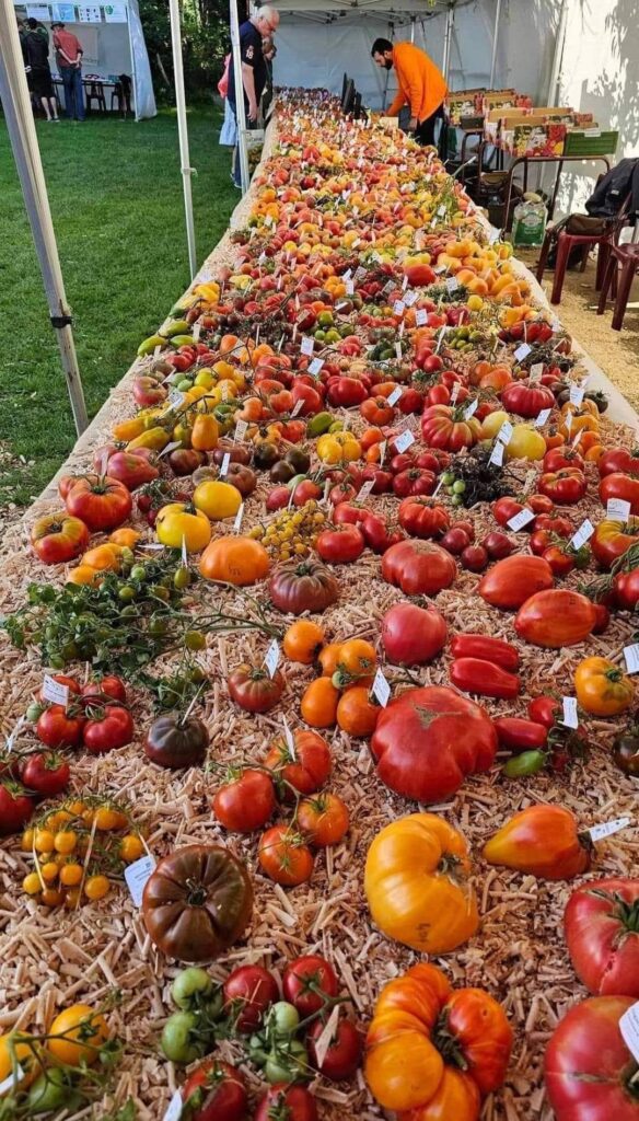 1504 varieties of Romanian tomatoes - Brussels fair