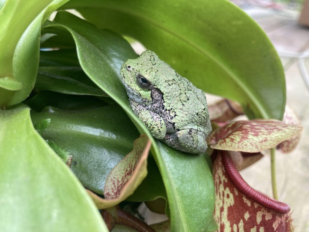 A chance meeting of two bug aficionados