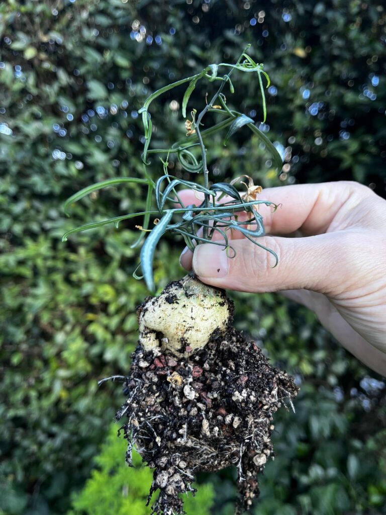 Adenia kirkii yearlings