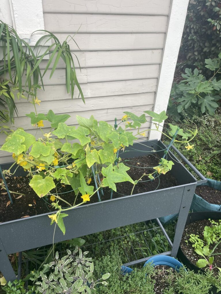 I’m so jealous of you all who can’t give away cucumbers fast enough