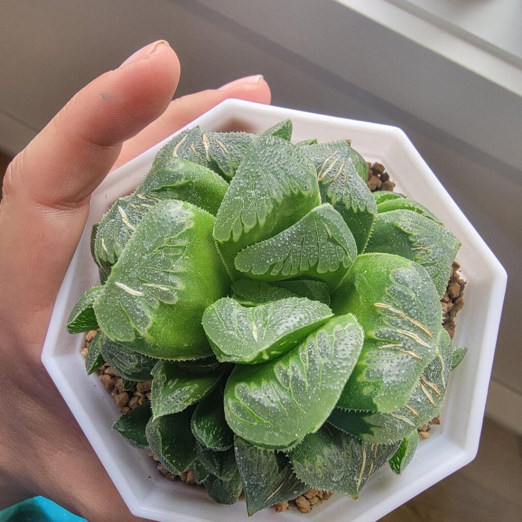 Are those scars normal? Are those scars normal?