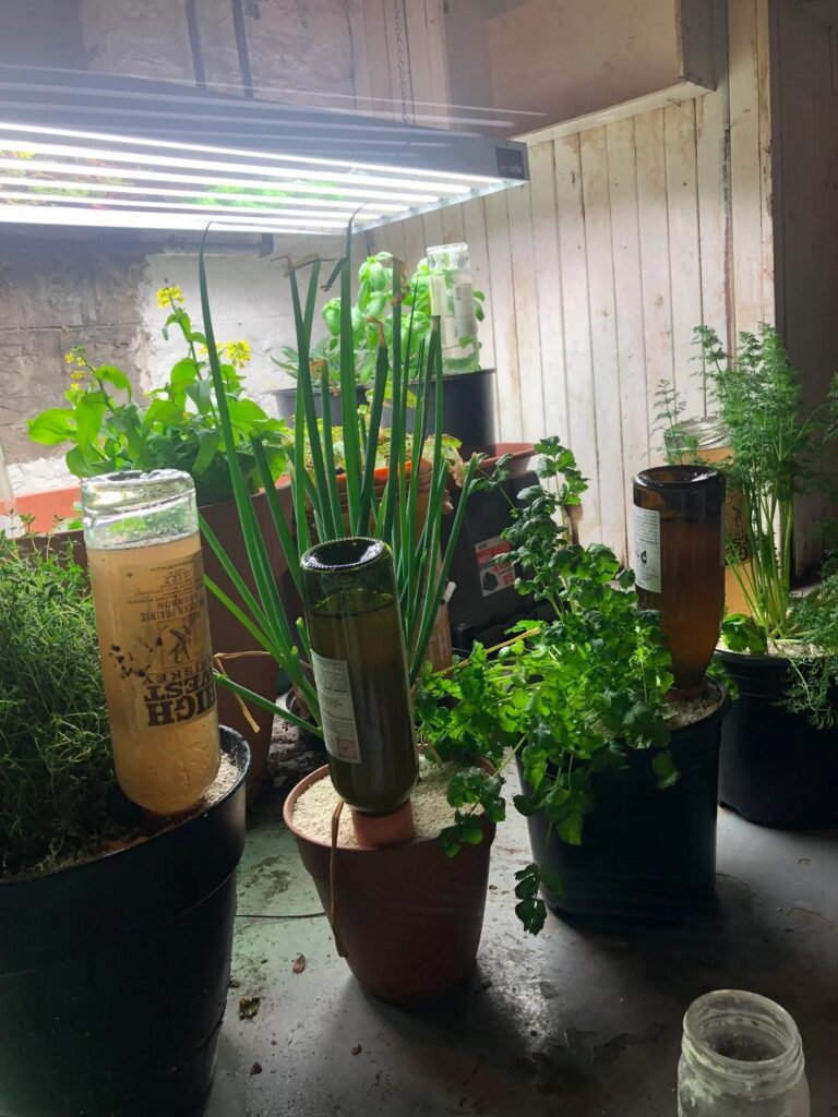 Hello! New to reddit! My plants are drunk!!!