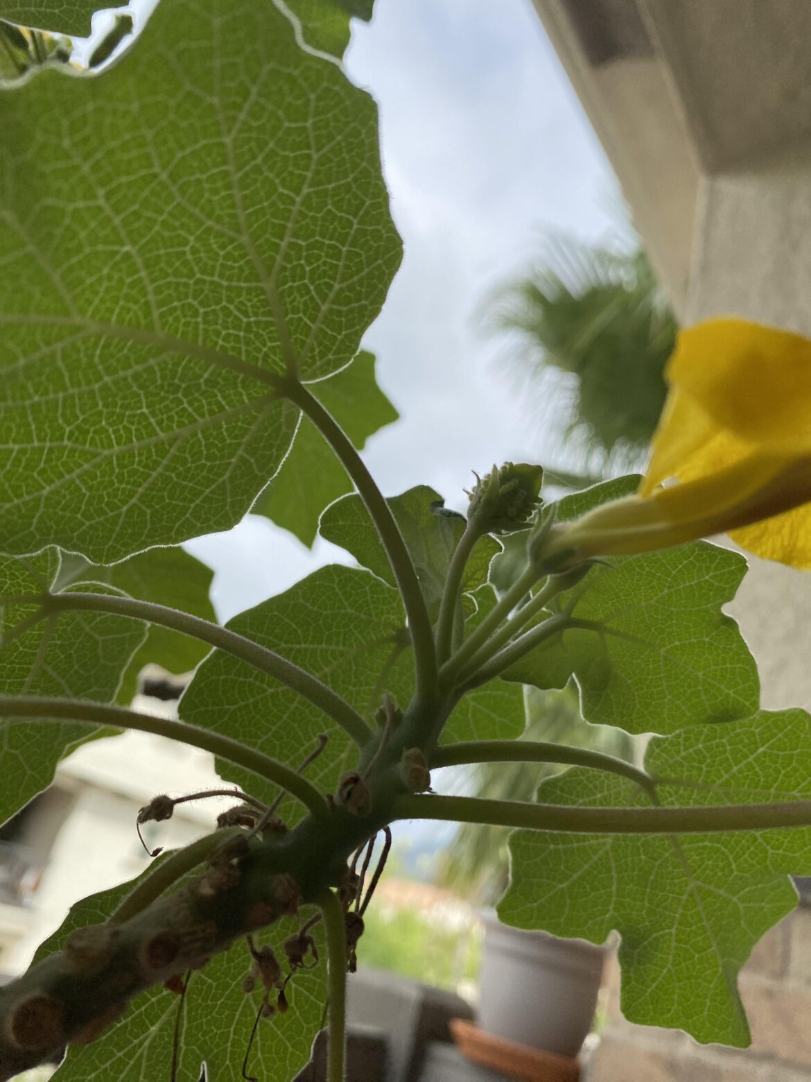 Uncarina bearing fruit? What is this