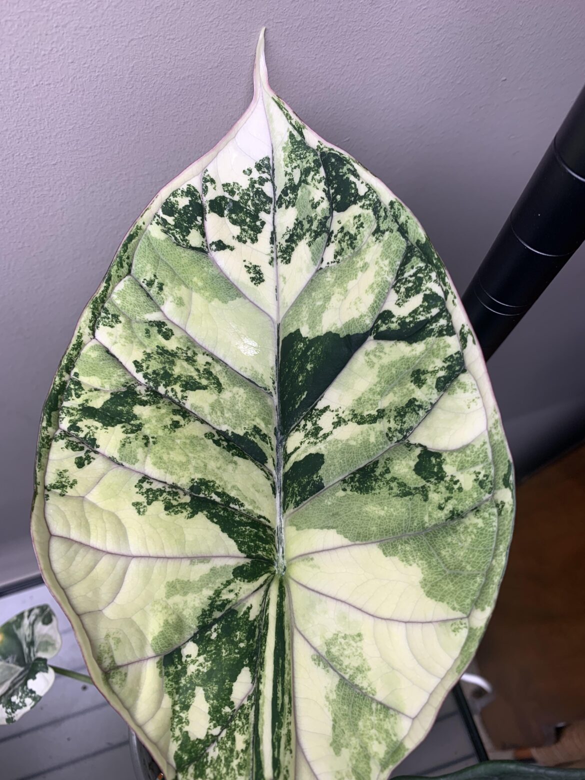 Newest leaf on my Alocasia dragon scale. Might be my favourite leaf in my collection.
