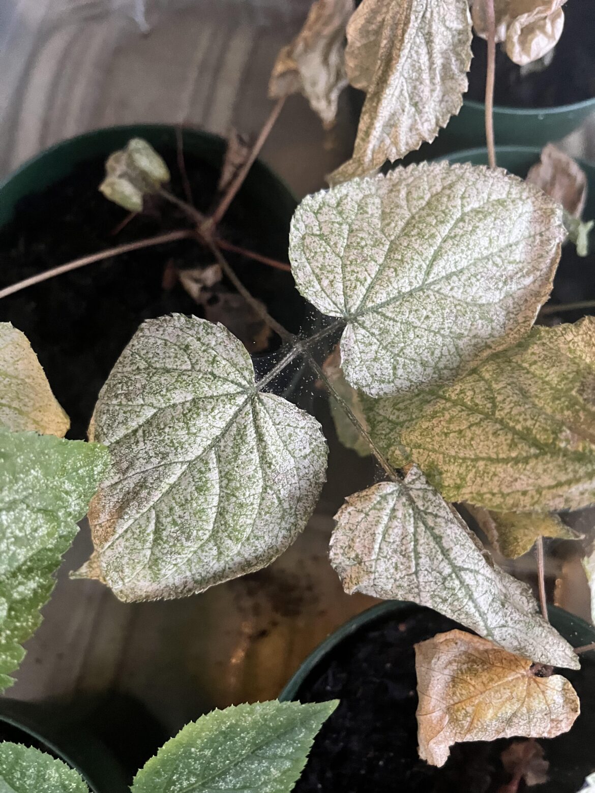 Why is my spikenard dying? Looked fine a week ago!