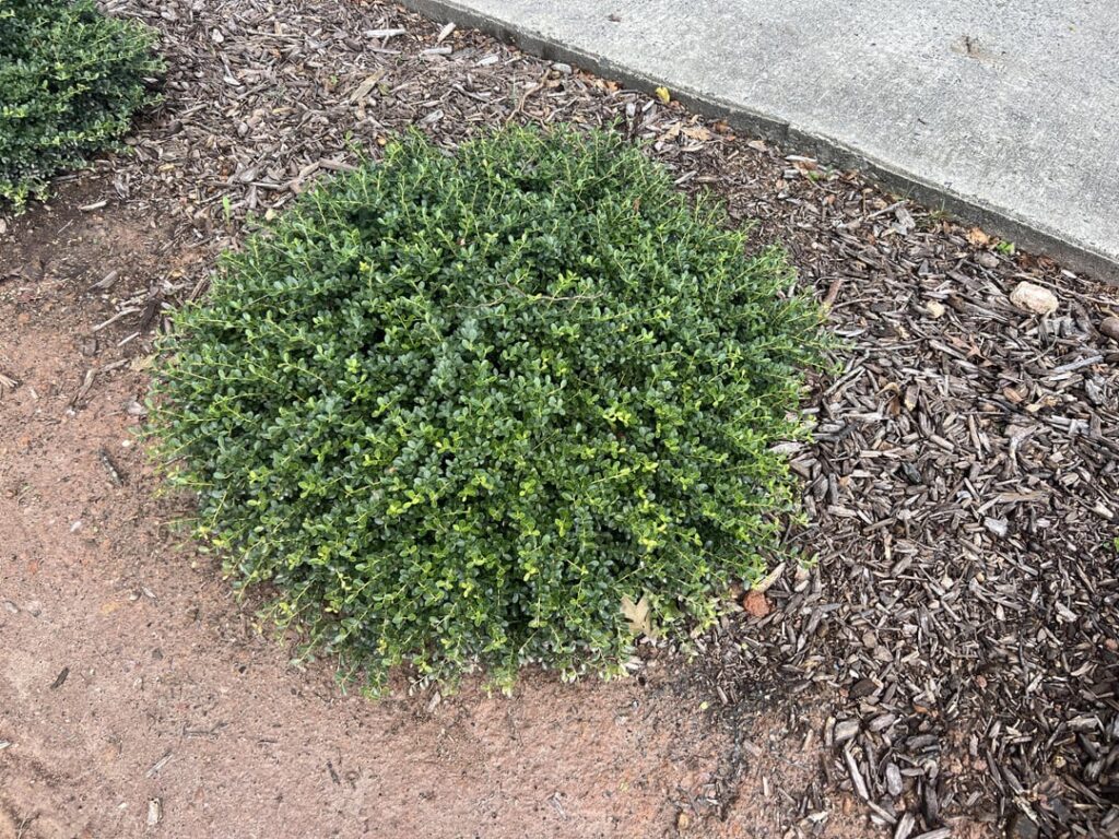 Name of this Shrub