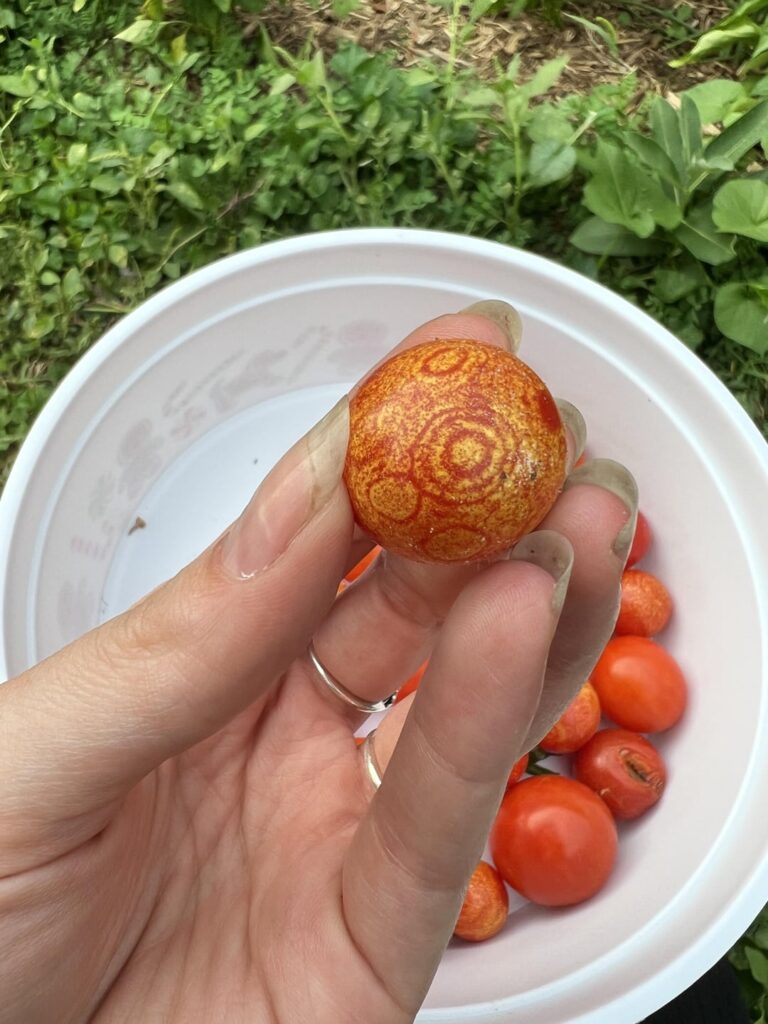 what are these patterns on my tomatoes???