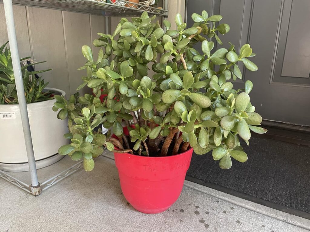Busting out my baby Jade for September I have had her for 10 years omg Busting out my baby Jade for September I have had her for 10 years omg