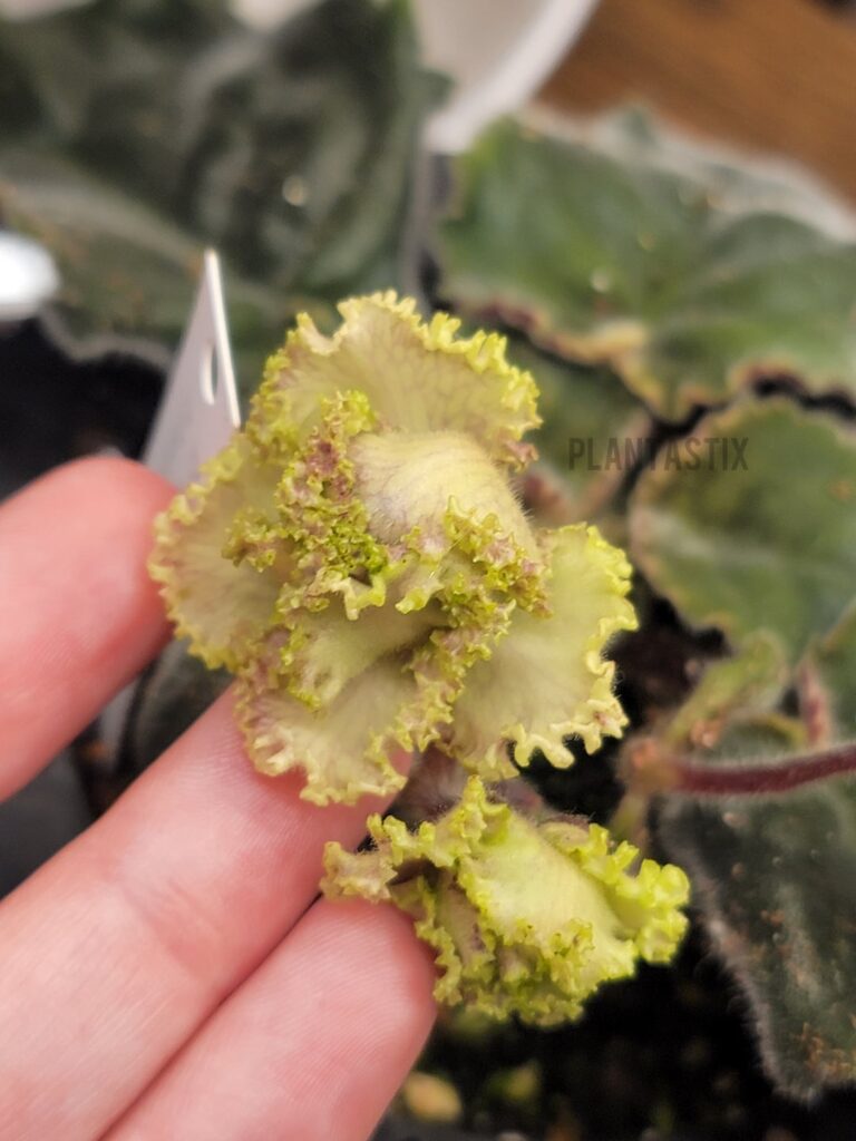 Current blooms 💚💗💜