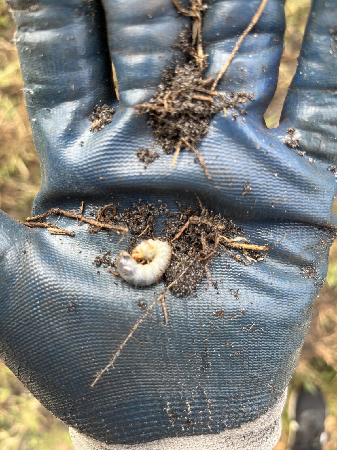 Can I put this bug in my compost bin?