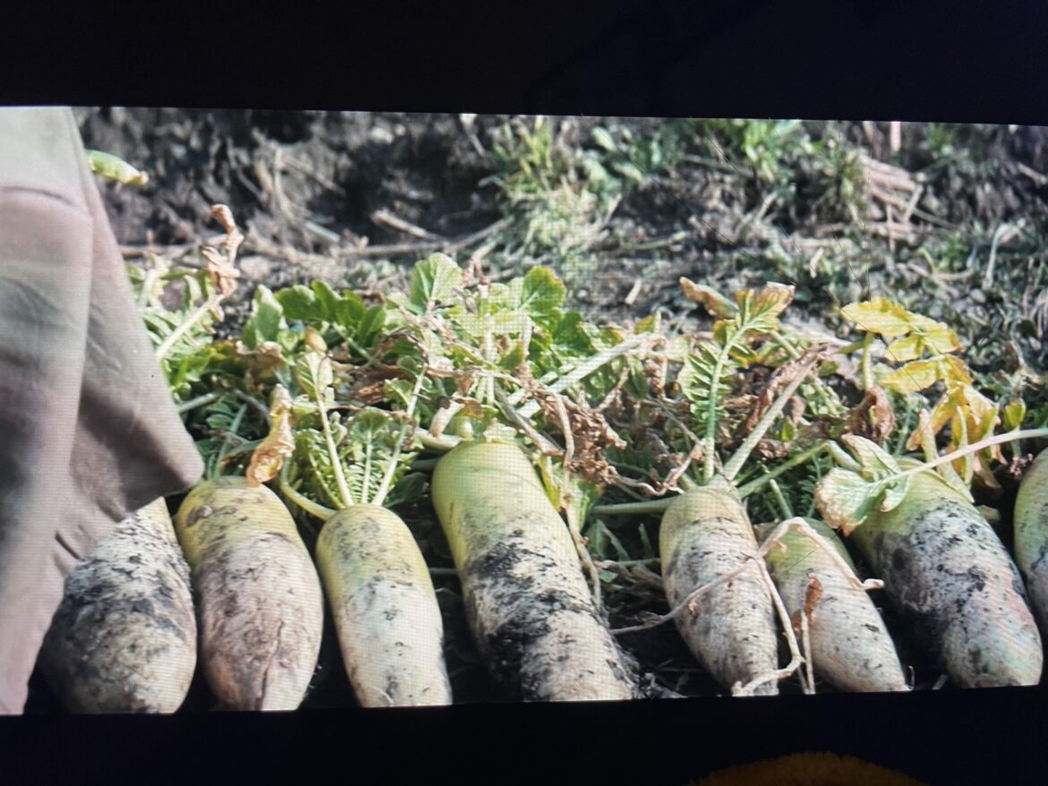 Saw this in a movie. What vegetable is it