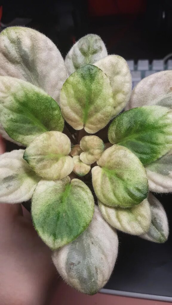 Is my chimera doing ok?