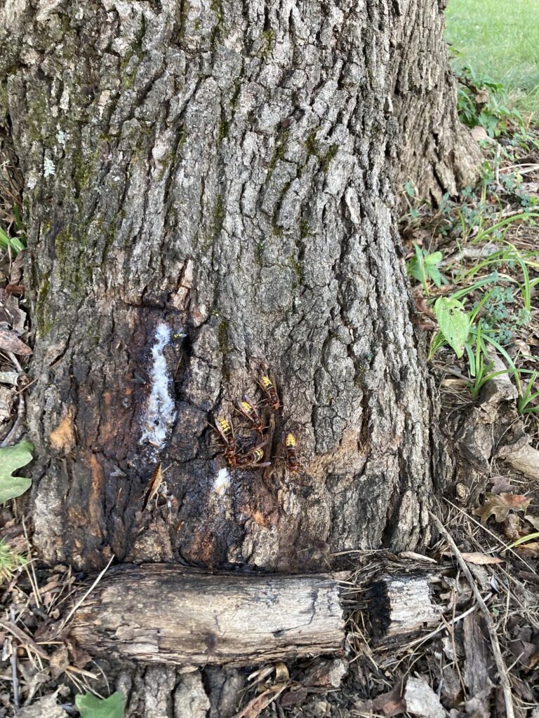 Should I be concerned about this spot on my oak tree?