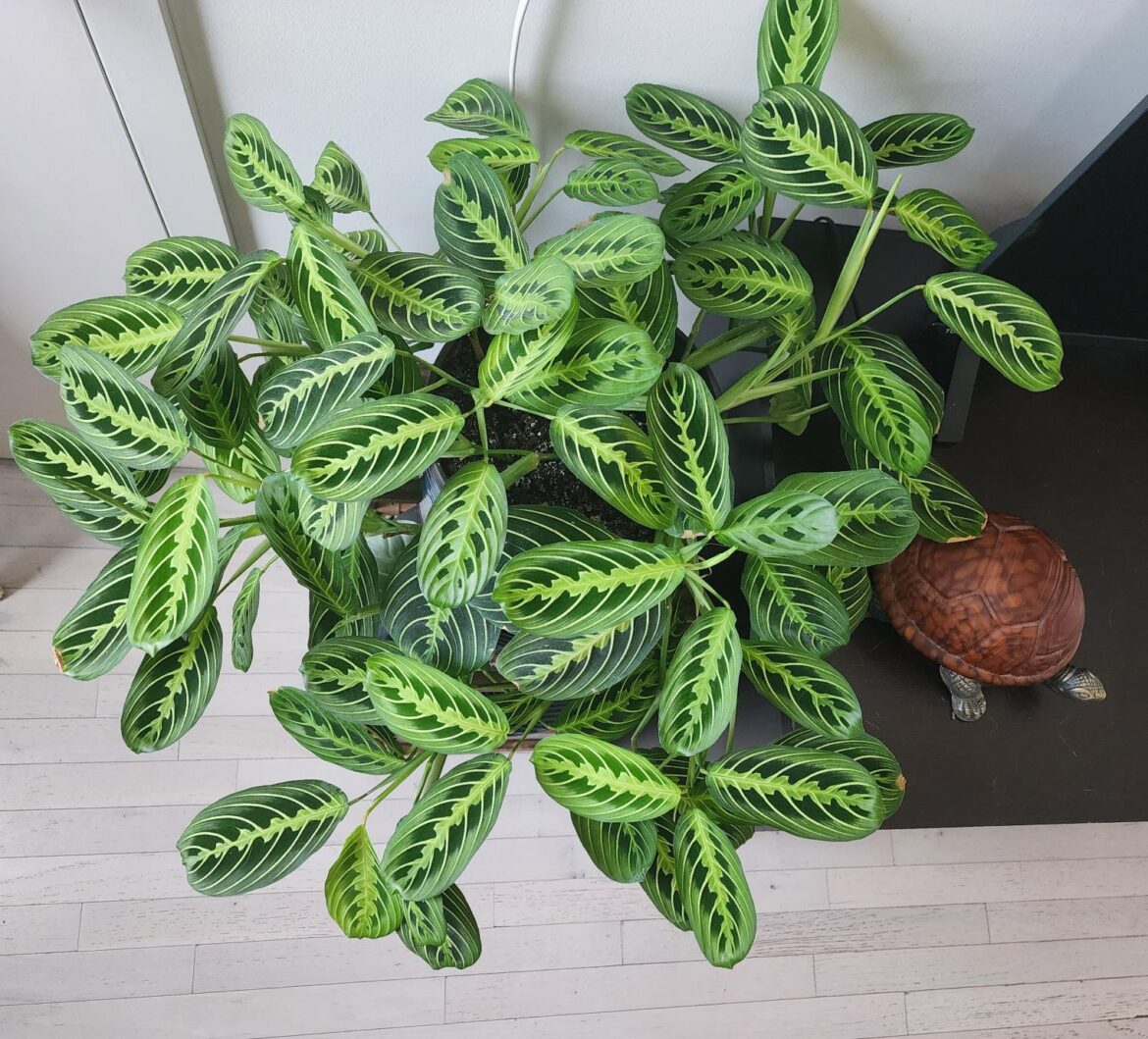 How wild do you let your maranta get?