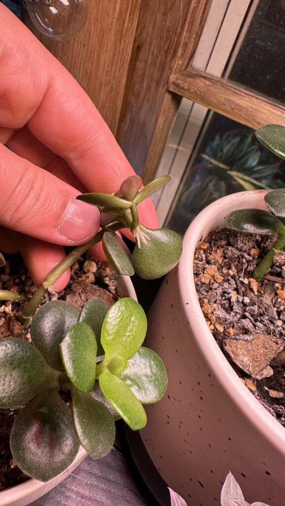 What do I do when my plants start popping roots mid-stem?