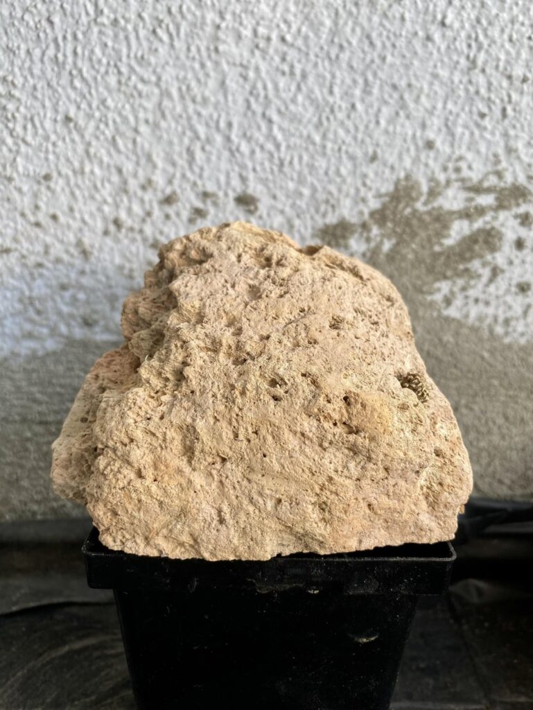 Geohintonia mexicana in pumice