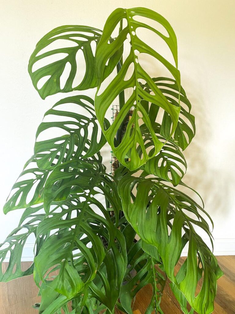 New esqueleto leaf 👀