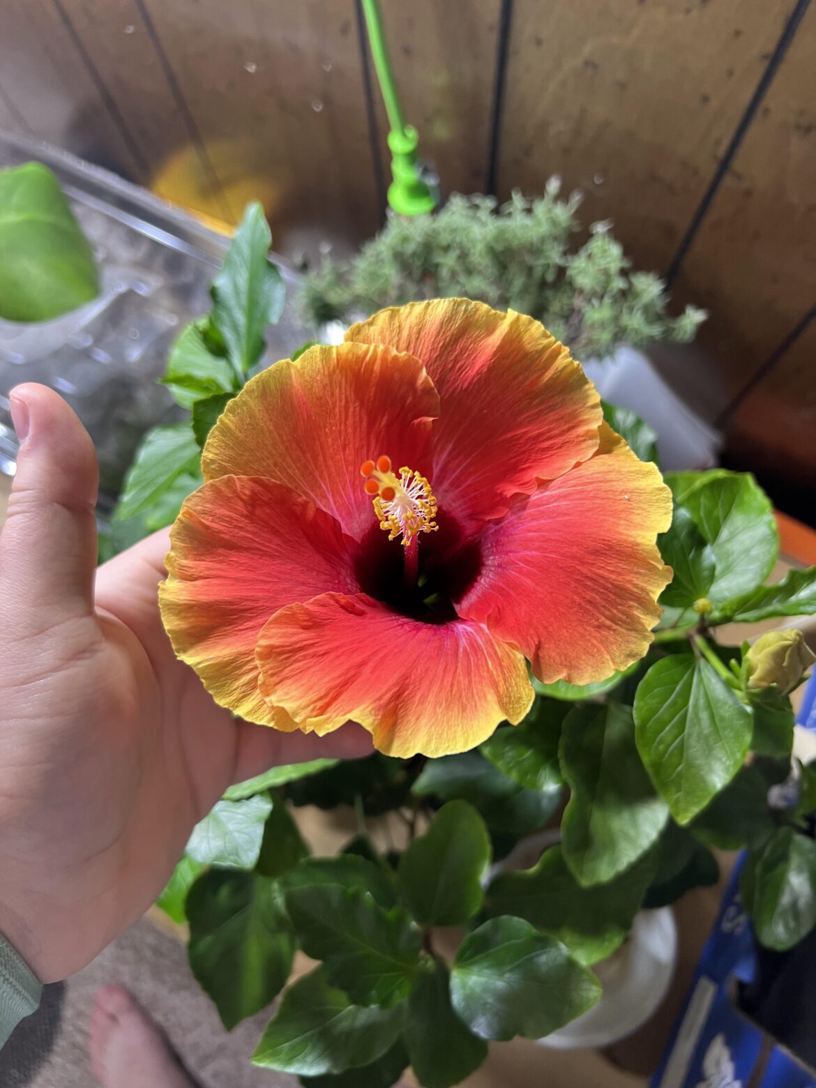 Tropical hibiscus