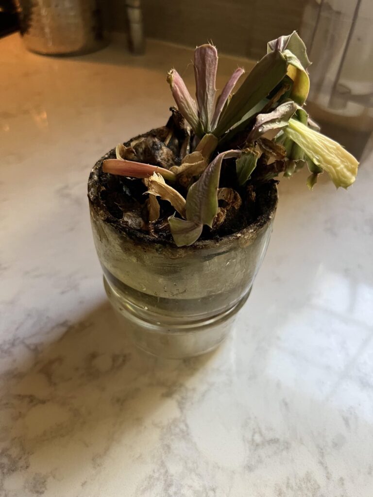 My late grandparents 25 year old Christmas cactus needs help! My late grandparents 25 year old Christmas cactus needs help!