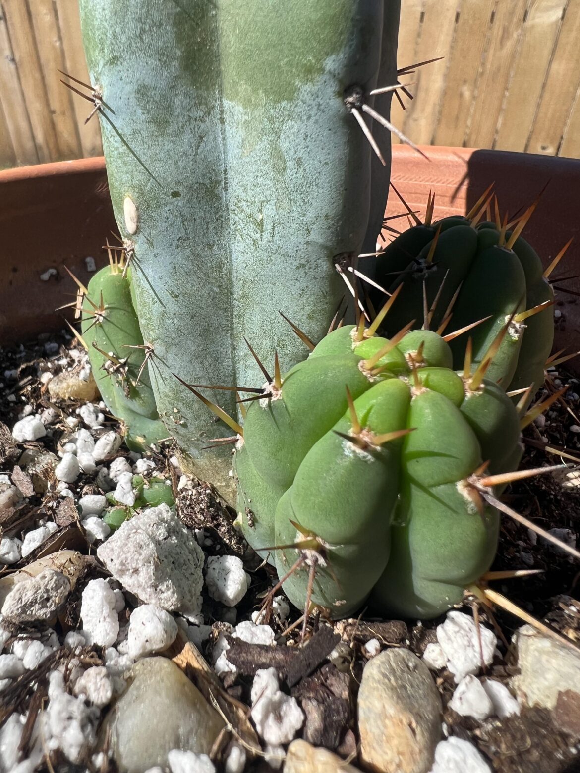 It’s gonna be a mini-stand next year 🥹