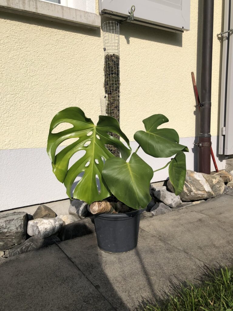 My 40yo Chonk started to remember who the fuck he is after 3 leaves