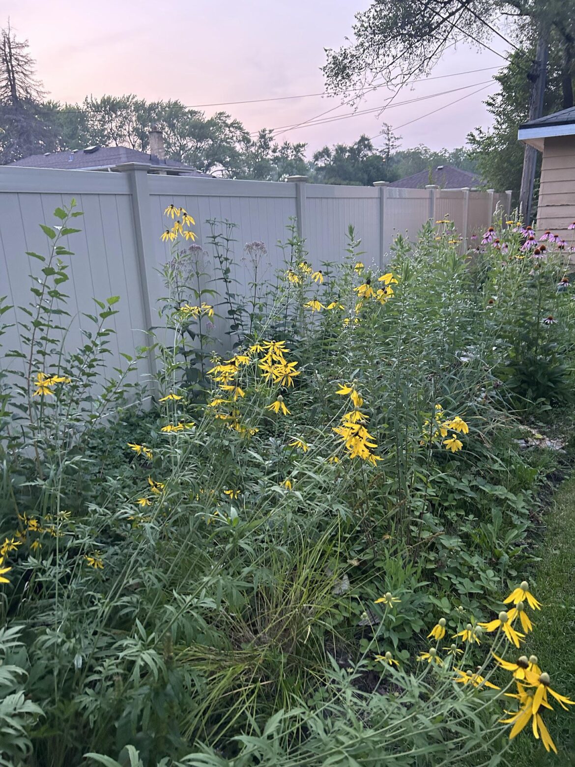 Year 1 of pollinator garden - some English Ivy to yank out, and some mistakes made in plant selection, but by year 2, aiming to be right on the money!