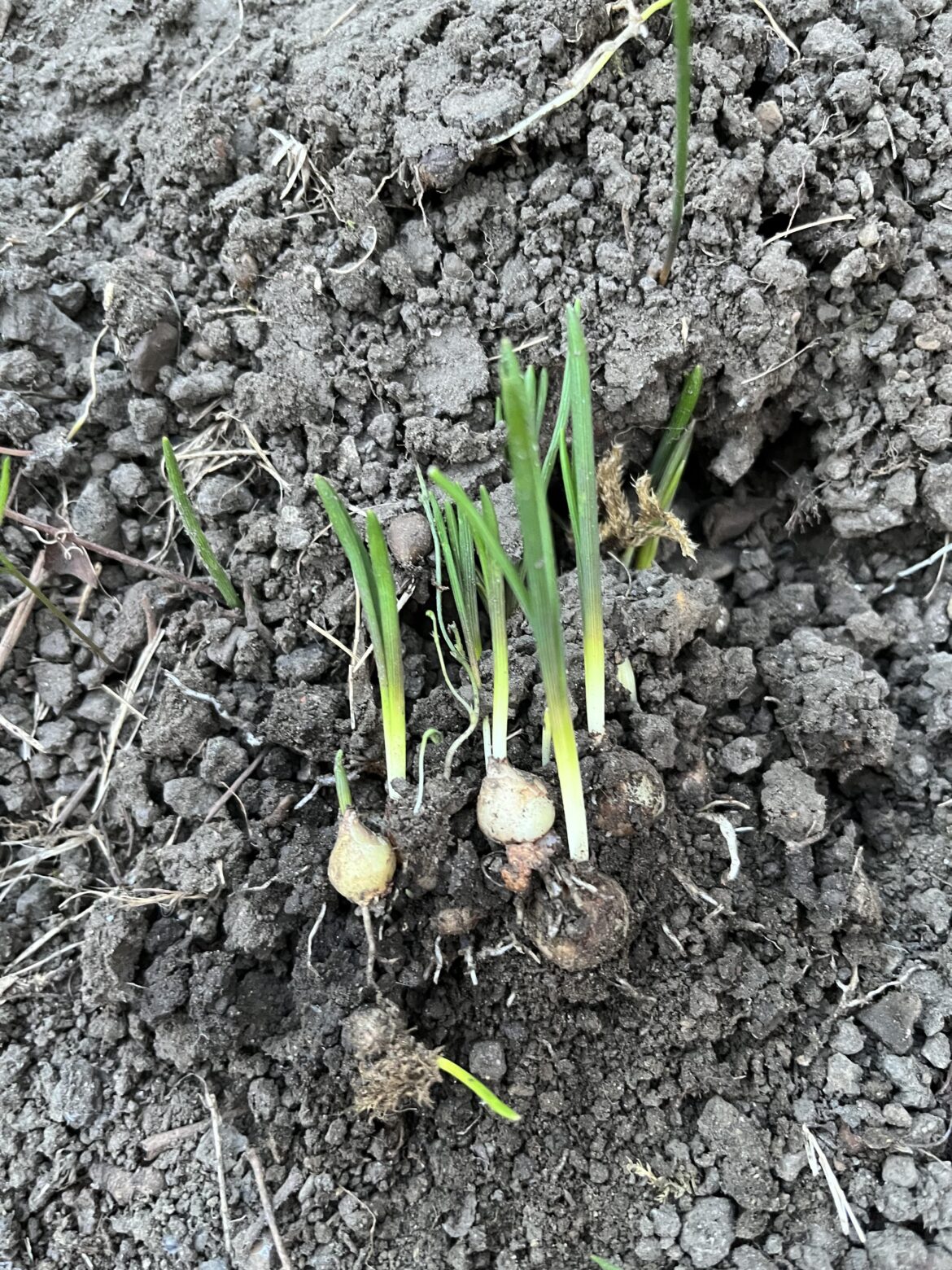 Found hundreds of these at the front of the garden, what are they?